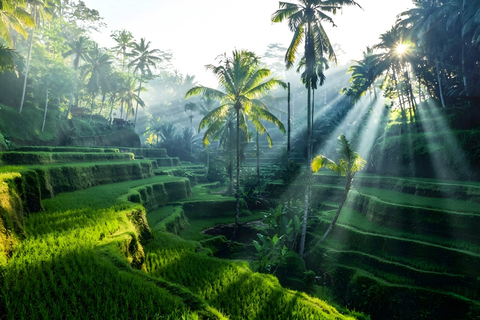 Ubud Half-Day Highlights Tour with Flexible Midday Pickup