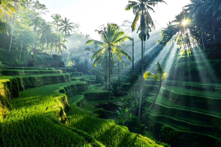 Ubud Half-Day Highlights Tour with Flexible Midday Pickup