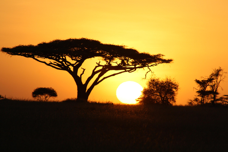 Arusha: 3-Day Safari to Tarangire, Lake Manyara, and …