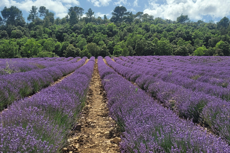 Wycieczka Aix en Provence Marsylia Cassis