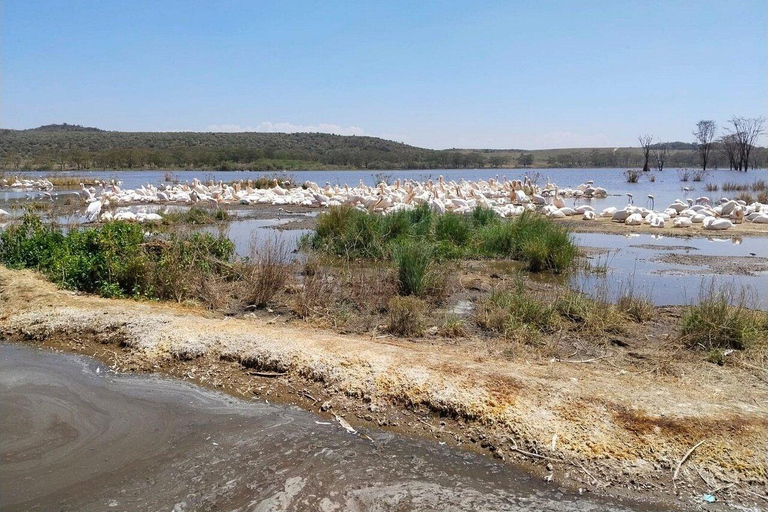 Nairobi:2 Day Hells Gate, Lake Naivasha & Lake Nakuru Safari