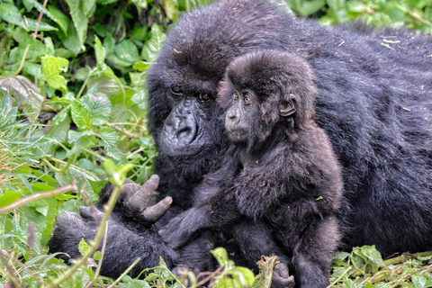 3 Days Volcanoes & Lake Kivu Adventures