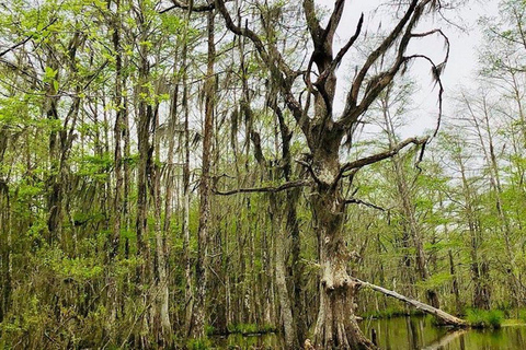 Pântano de Honey Island e passeio de barco em Bayou com transporte