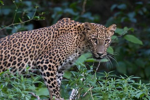 Hiriketiya: Yala Wildlife & Dry Zone Nature Experience