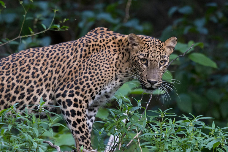 Hiriketiya: Yala Wildlife & Dry Zone Nature Experience
