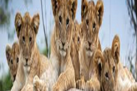 Discover 3 days Safari Tarangire, Ngorongoro & Lake Manyara