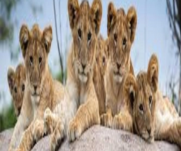 Arusha/Moshi: Excursão de 4 dias a Tarangire, Serengeti e Ngorongoro