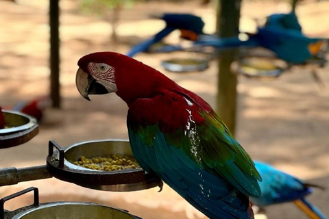 Chutes d&#039;Iguazu : Transfert privé vers le parc brésilien et le parc ornithologique