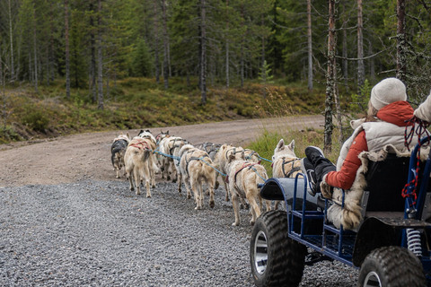 Rovaniemi: Meet Vasco Husky & Enjoy Sled Ride at Husky Farm ⭐ Winter Husky Adventure with Vasco | Jan 1 – Mar 31