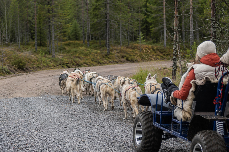 Rovaniemi: Meet Vasco Husky & Enjoy Sled Ride at Husky Farm ⭐ Winter Husky Adventure with Vasco | Jan 1 – Mar 31