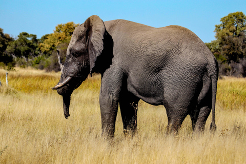 4 Days Remote Chobe Safari: Nogatshaa and Poha