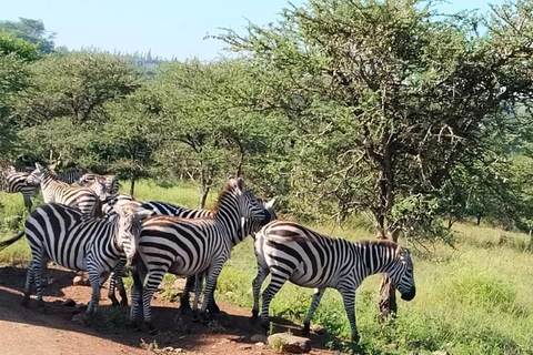 Nairobi: National Park Half-Day Safari with Hotel Pick-Up
