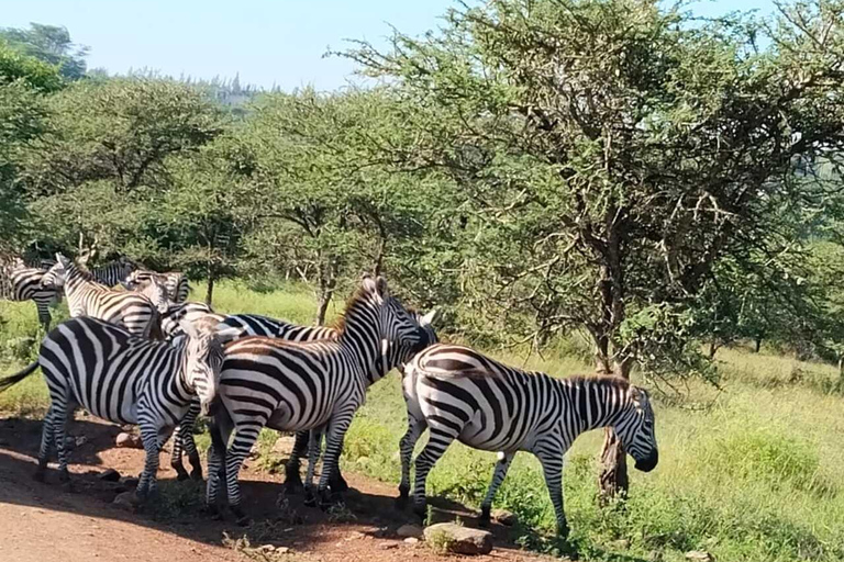 Nairobi: National Park Half-Day Safari with Hotel Pick-Up