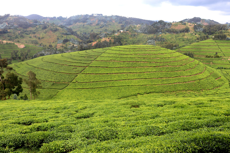 A day trip to Lake Kivu and tea processing experience