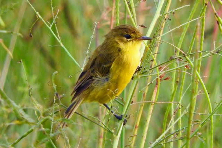 6 hrs Birding and Trekking at Ngong Road Forest Sanctuary -