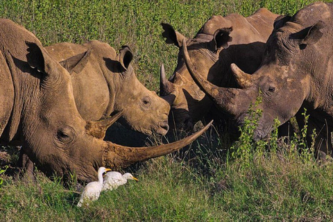 Nairobi National Park Evening and Sundowner Game Drive