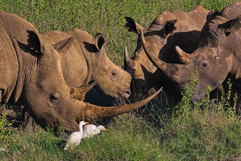 Nairobi National Park Evening and Sundowner Game Drive