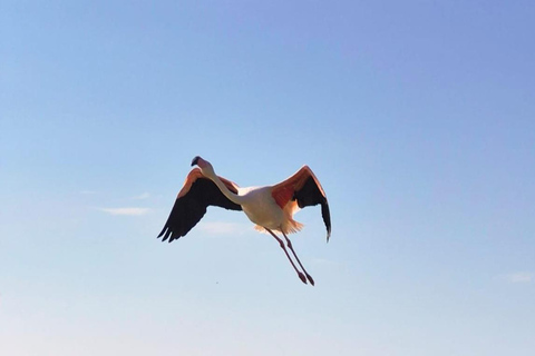 Vanuit Avignon: dagtour in een klein groepje door de Camargue