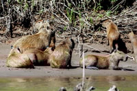Tambopata Macaw claylick & andoval lake 3 Days/2 Nights - Housity