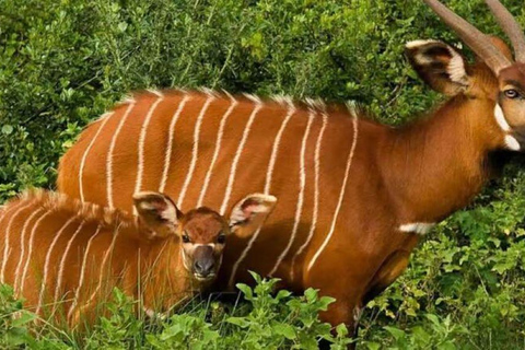 2 days 1 night saltlick safari from Diani/Mombasa.