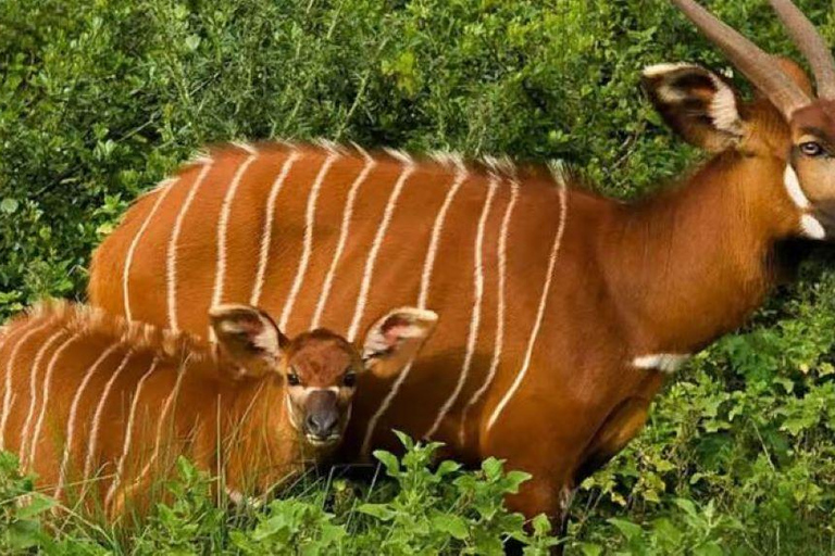 2 days 1 night saltlick safari from Diani/Mombasa.