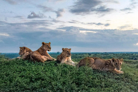 Golden Hour Safari: Afternoon Game Drive in Nairobi park Golden Hour Safari: Afternoon Game Drive in Nairobi park