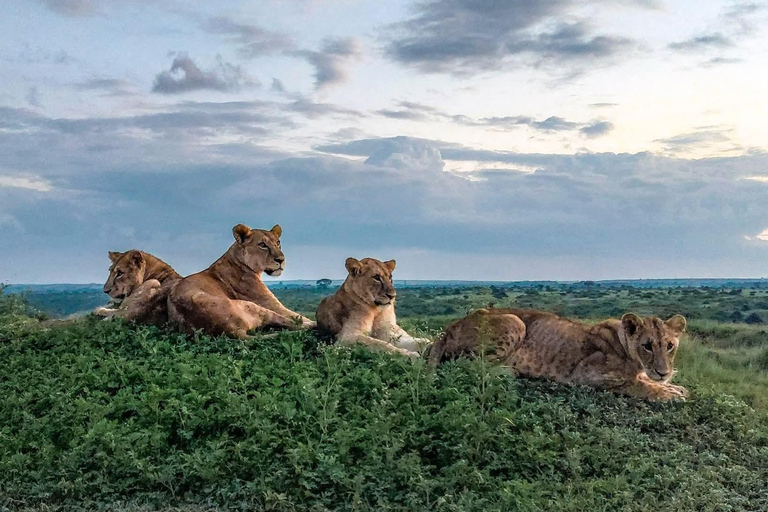 Golden Hour Safari: Afternoon Game Drive in Nairobi park National Park, Elephant Orphanage & Giraffe Private- Van