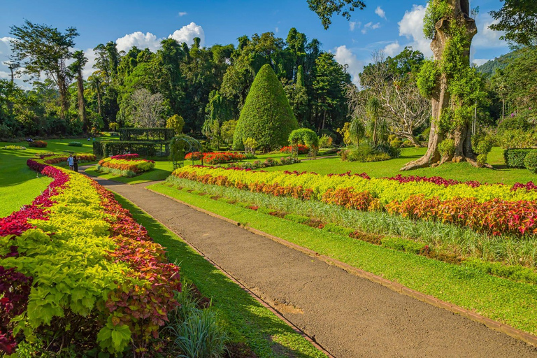 Kandy: Private Tuk-Tuk Transfer to NuwaraEliya with Tea Tour