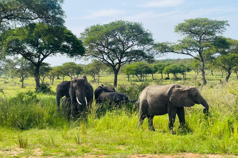 乌干达：黑猩猩徒步、伊丽莎白女王国家公园和姆布罗湖野生动物园