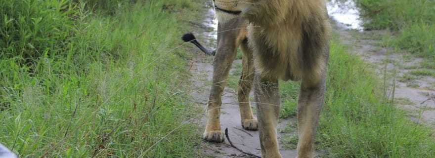 Khwai & Moremi : tour en bateau avec safari et croisière commentée
