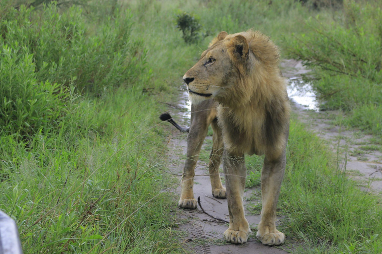 Norte de Botsuana: Safari con safaris y paseo en barco