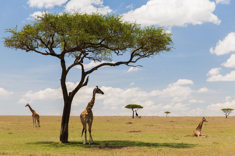 Safari económico de 4 días por Masai Mara y el lago Nakuru