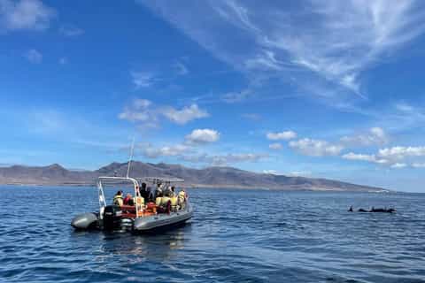 Morro Jable: 1.5-Hour Dolphin and Whale Watching Tour