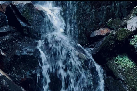 Nara: Jog Through 3 UNESCO World Heritage Sites with Deers Basic Running Plan