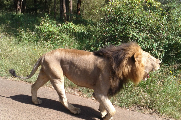 Het Nairobi Nationaal Park