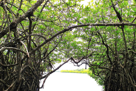 Colombo: Excursión de un día a Galle y Bentota desde la ciudad de Colombo