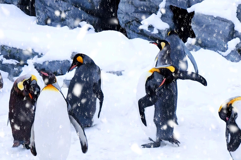 Sapporo 2-Month Special:Asahiyama Zoo & Snowy Landmarks Tour 8:10 am meet at JR Sapporo Station North exit