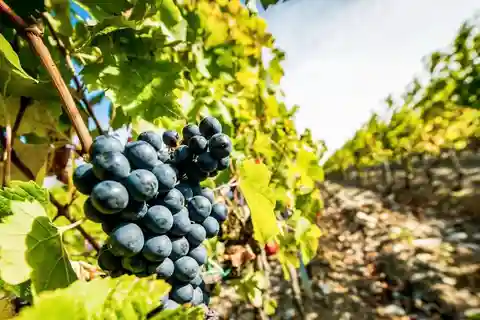 Romanian Wine Tasting Tour & Appetizers with Sommelier