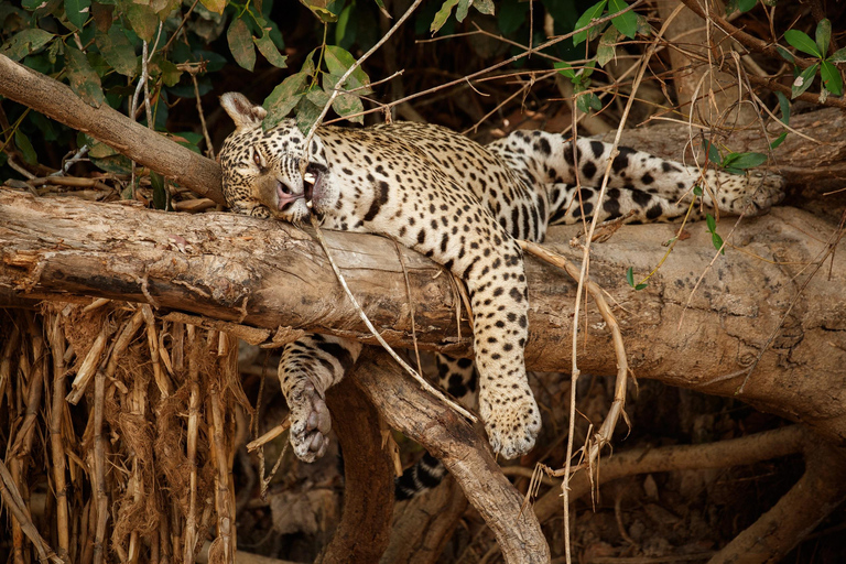 Jodhpur To Udaipur : Leopard Safari, Ranakpur & Kumbhalgarh