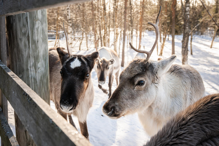 Rovaniemi: Local Reindeer Farm Visit with Sleigh Ride