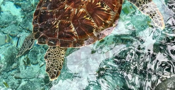 Salaam Cave Play, Feeding, Swimming with Freandly Sea Turtle