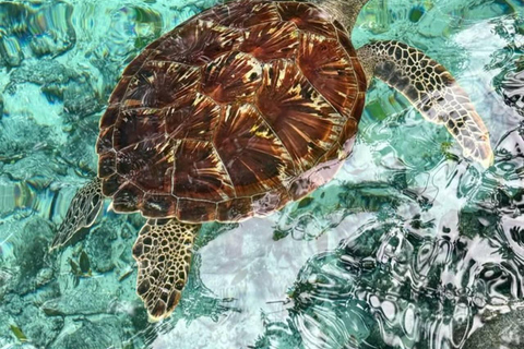 ZANZIBAR: Salaam Cave Sea Turtle Swim, Feed & Hotel Transfer