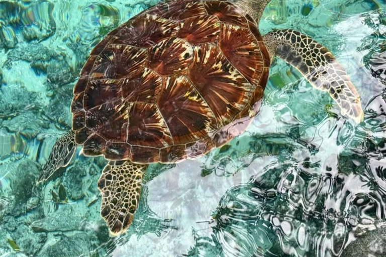 ZANZIBAR: Salaam Cave Sea Turtle Swim, Feed & Hotel Transfer