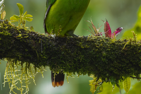 Full day excursion in the cloud Forest