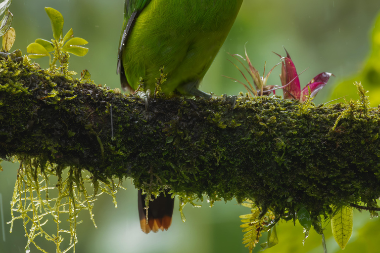 Full day excursion in the cloud Forest