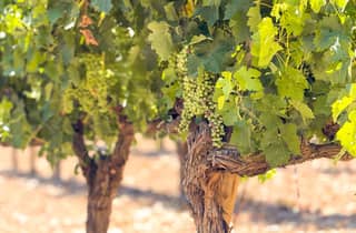Ab Madrid: Weintour Ribera del Duero & Pesquera del Duero