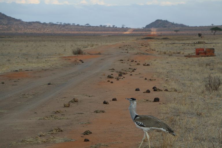 Day tour to Tsavo East National Park from Malindi/ Watamu
