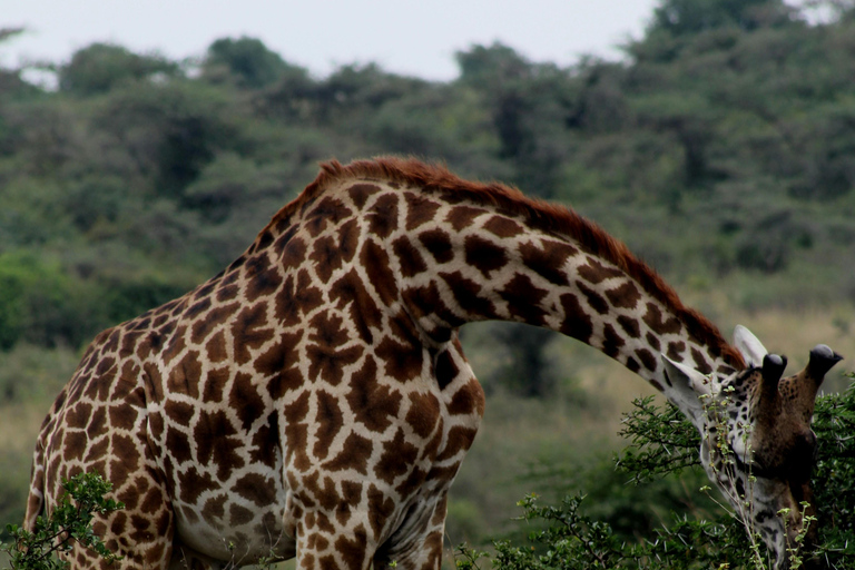 Da Nairobi: Safari di gruppo nel Maasai Mara di 3 giorni/2 nottiSafari di gruppo di 3 giorni e 2 notti e visita al villaggio Masai