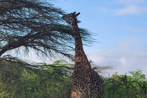 Nairobi: passeio de meio dia no Parque NacionalNairobi: tour privado de meio dia no Parque Nacional