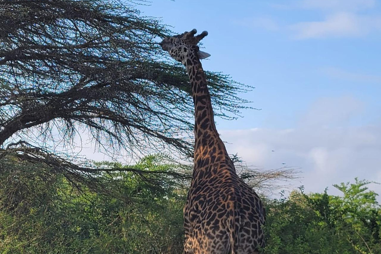 Nairobi: passeio de meio dia no Parque NacionalNairobi: tour privado de meio dia no Parque Nacional